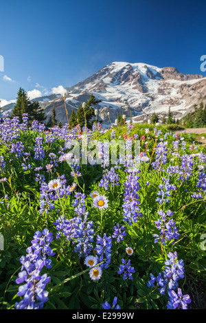 Parc national de Mount Rainier, Washington Banque D'Images