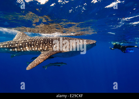 Vue rapprochée du requin baleine , Rhincodon typus, , nageant près de la surface du requin d'eau , Rhincodon typus, Banque D'Images