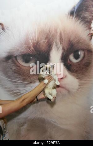 Las Vegas, NV, USA. 17 Juin, 2014. Grumpy Cat présente à Las Vegas Licensing Expo 2014 - MAR, Mandalay Bay Resort and Casino, Las Vegas, NV le 17 juin 2014. Credit : James Atoa/Everett Collection/Alamy Live News Banque D'Images