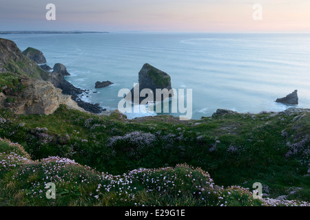 Vue sur la falaise de Bedruthan Steps, Cornwall, au crépuscule. Banque D'Images