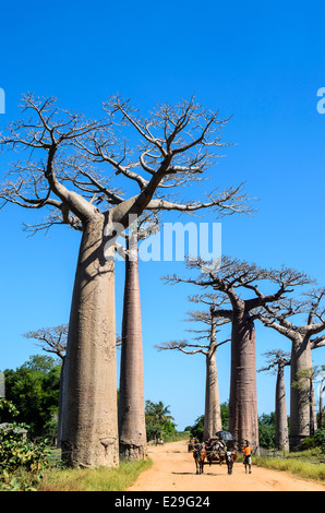 L'Avenue des baobabs, Madagascar Banque D'Images