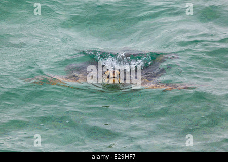 Des tortues de mer vertes (Chelonia mydas) à la surface pour respirer dans Papahanaumokuakea Marine National Monument Banque D'Images