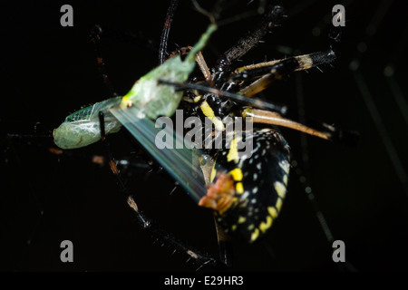 Spider écrit rétractable proie, macro photo Banque D'Images