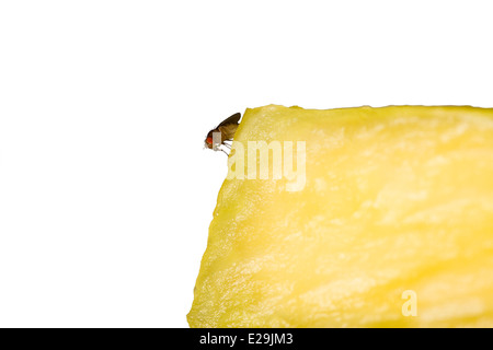 Cut Out. La mouche des fruits communs (Drosophila melanogaster) sur un morceau d'ananas jaune sur fond blanc Banque D'Images