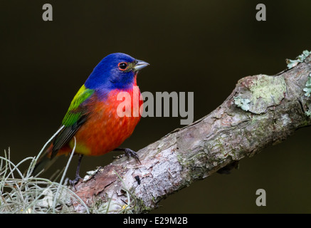 Homme (Passerina ciris Painted Bunting) perché sur une branche. Banque D'Images