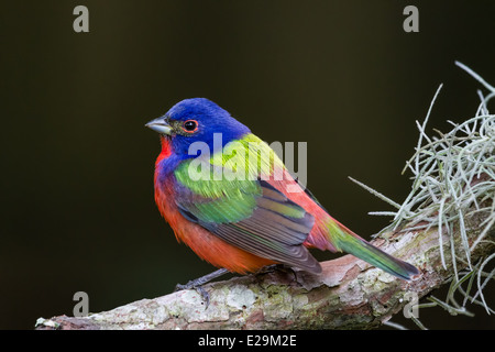 Homme (Passerina ciris Painted Bunting) perché sur une branche. Banque D'Images