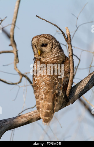 La Chouette rayée (Strix varia) perché sur une branche de l'Okefenokee Swamp en Géorgie. Banque D'Images