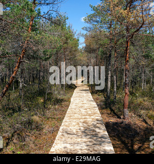 Chemin de ronde en bois à travers la forêt et les zones humides Banque D'Images