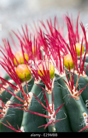 Ferocactus Pilosus. Mexican Fire Barrel Cactus. Banque D'Images