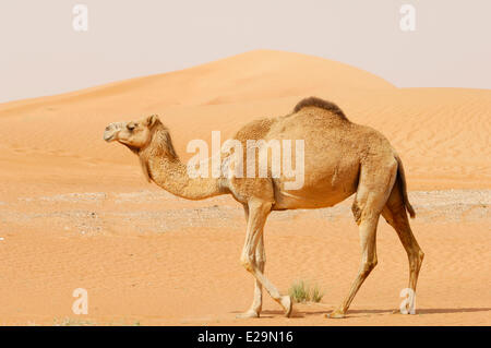 Emirats arabes unis, dubaï, Dubaï, l'émirat en chameau dans le désert Rub Al Khali (quart vide) Banque D'Images