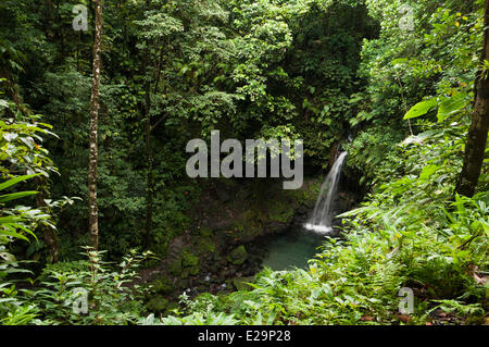 La Dominique, Parc national du Morne Trois Pitons, chute d'Emerald Pool Banque D'Images