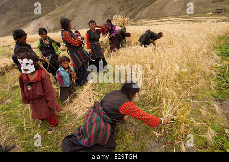Au Népal, la zone de Karnali, Dolpo, Région de la vallée de Tarap, récolte d'orge Banque D'Images