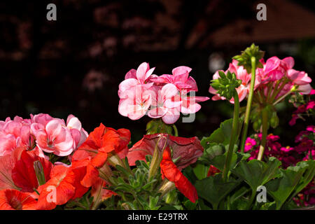 Fleurs de géranium Pelargonium spec ( ) et fleurs de pétunias (Petunia) Juin 2014 Banque D'Images