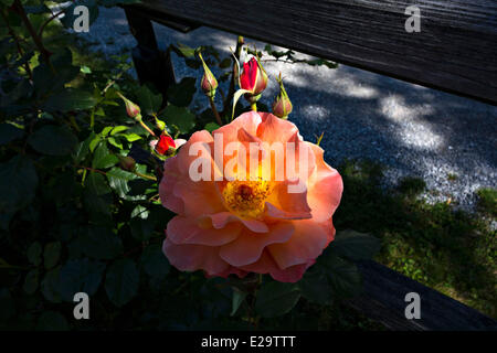 Rose Rose (Rosa ) étamines Banque D'Images