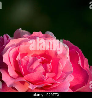 Rose Rose Rosa ( ) d'étamines en pleine floraison. Banque D'Images