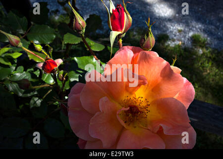 Rose Rose (Rosa ) étamines Banque D'Images