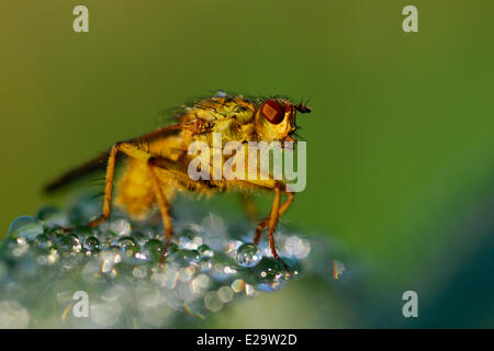 La France, de l'Ardennes, Carignan, bouse jaune commun fly (Scathophaga stercoraria) reposant sur une feuille et gouttes de la rosée Banque D'Images