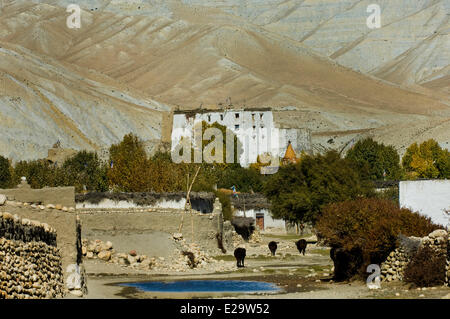 Le Népal, Dhawalagiri Zone, Mustang (ancien royaume de Lo), Tsarang, oasis et ancienne capitale du Mustang, le royal Banque D'Images