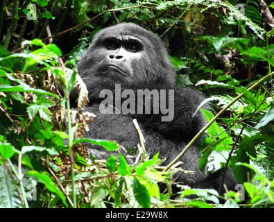 Un gorille de montagne dans la forêt de nuage de l'Ouganda (Afrique) Banque D'Images