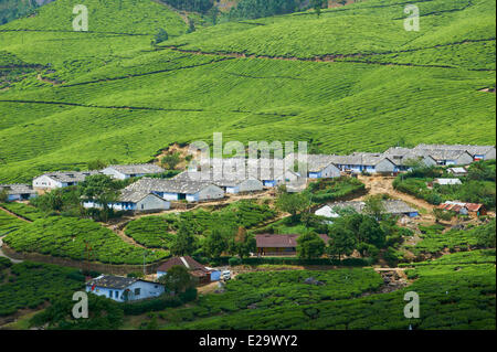 L'Inde, Etat du Kerala, Munnar, plantations de thé, de l'ouvrier Banque D'Images