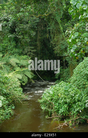 Décor à l'intérieur de la Forêt impénétrable de Bwindi en Ouganda (Afrique) Banque D'Images