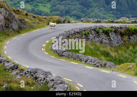 L'Irlande, le comté de Kerry, péninsule de Beara, la route de Healy Pass (334 m) Banque D'Images