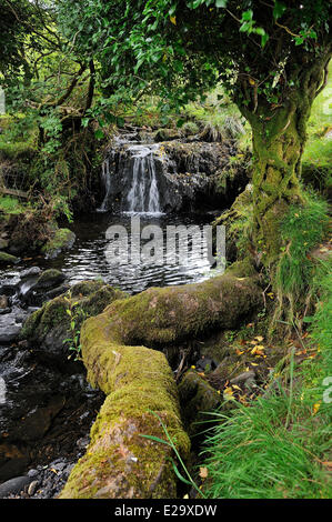 L'Irlande, le comté de Kerry, l'Anneau du Kerry de Sneem, environs, chute près de Staigue Stone fort Banque D'Images