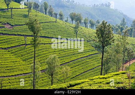 L'Inde, l'Etat du Tamil Nadu, le Nilgiri Hills (Collines bleues), les plantations de thé dans les environs de Kotagiri Banque D'Images