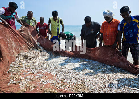 L'Inde, l'Etat du Tamil Nadu, Mahabalipuram (Mamallapuram), le poisson ou le tri après le retour de la pêche Banque D'Images