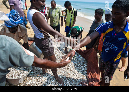 L'Inde, l'Etat du Tamil Nadu, Mahabalipuram (Mamallapuram), le poisson ou le tri après le retour de la pêche Banque D'Images