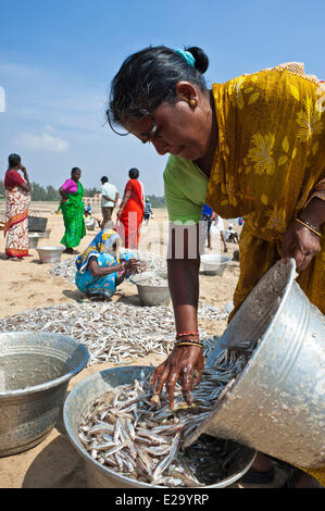 L'Inde, l'Etat du Tamil Nadu, Mahabalipuram (Mamallapuram), le poisson ou le tri après le retour de la pêche Banque D'Images