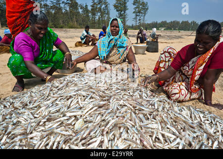 L'Inde, l'Etat du Tamil Nadu, Mahabalipuram (Mamallapuram), le poisson ou le tri après le retour de la pêche Banque D'Images