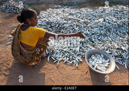 L'Inde, l'Etat du Tamil Nadu, de retour à la pêche qui a Pichavaram, une des plus grandes forêts de mangroves, les protections naturelles Banque D'Images