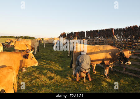 La France, l'Aveyron, Aubrac, le Buron de Camejane, agriculteur, la traite Banque D'Images