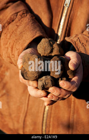 La France, Vaucluse, Luberon, Bonnieux, la récolte de truffes avec Jacky, Melano truffe noire (Tuber melanosporum) Banque D'Images