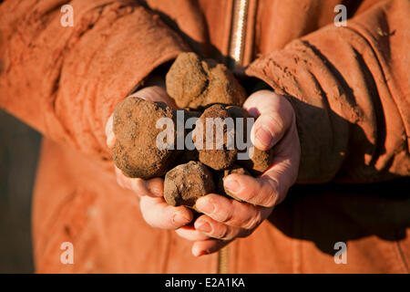 La France, Vaucluse, Luberon, Bonnieux, la récolte de truffes avec Jacky, Melano truffe noire (Tuber melanosporum) Banque D'Images