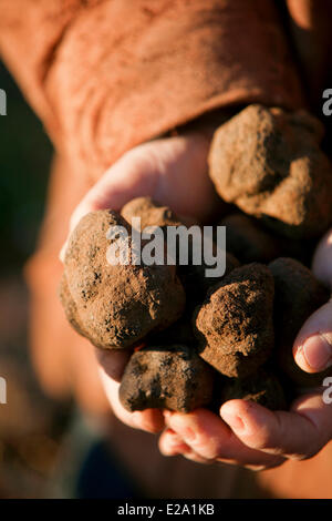 La France, Vaucluse, Luberon, Bonnieux, la récolte de truffes avec Jacky, Melano truffe noire (Tuber melanosporum) Banque D'Images