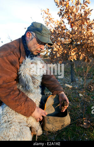 La France, Vaucluse, Luberon, Bonnieux, la récolte de truffes avec Jacky Banque D'Images