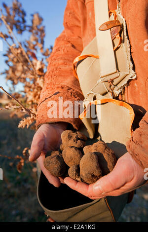 La France, Vaucluse, Luberon, Bonnieux, la récolte de truffes avec Jacky, Melano truffe noire (Tuber melanosporum) Banque D'Images