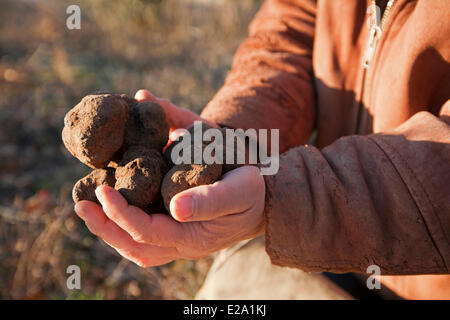 La France, Vaucluse, Luberon, Bonnieux, la récolte de truffes avec Jacky, Melano truffe noire (Tuber melanosporum) Banque D'Images