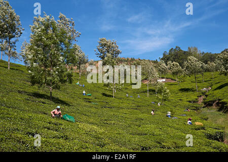 L'Inde, Etat du Kerala, Munnar, plantation de thé dans les montagnes Banque D'Images