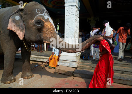 L'Inde, l'Etat du Tamil Nadu, Trichy Tiruchirappalli (ou), Sri Jambukeshwara Temple, bénédiction par un éléphant Banque D'Images