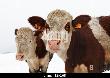 France, Puy de Dome, les vaches Banque D'Images