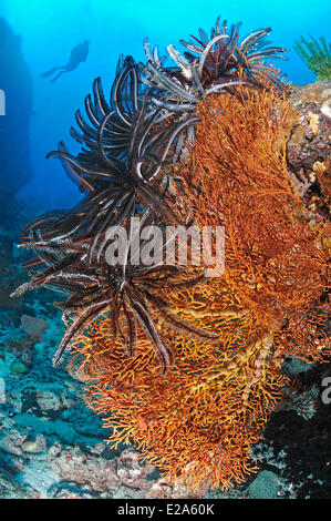 Aux Philippines, l'île de Palawan, une barrière de corail avec ventilateur orange-coraux et feather stars Banque D'Images