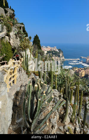 Principauté de Monaco, Monaco, le jardin exotique avec une très grande variété d'espèces de plantes succulentes, le rock et l'Fontvieille Banque D'Images