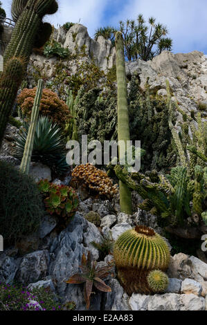 Principauté de Monaco, Monaco, le jardin exotique avec une très grande variété d'espèces de plantes succulentes Banque D'Images