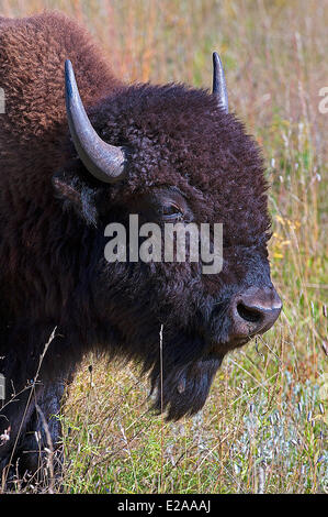 United States, Dakota du Sud, le plus grand troupeau de bisons dans le monde (plus de 1800) est dans le Custer State Park Banque D'Images