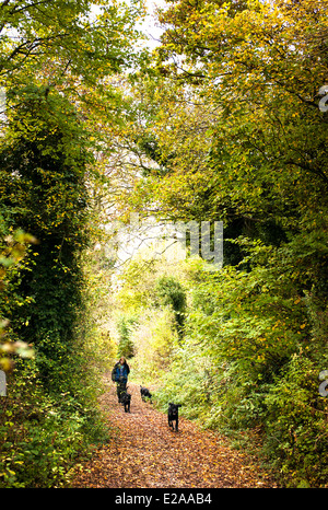 Femme marche trois chiens labrador noir le long d'une piste de bois en automne Banque D'Images