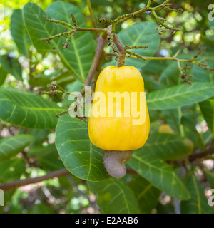 Fruit de cajou (Anacardium occidentale) poussant sur un arbre Banque D'Images