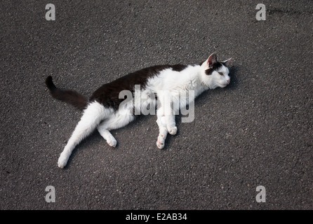 Vieux chat noir et blanc se reposant sur le macadam Banque D'Images